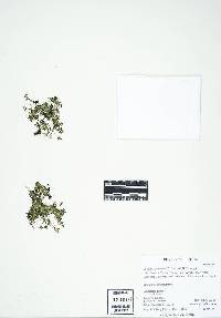 Landoltia punctata image