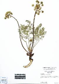 Lomatium donnellii image