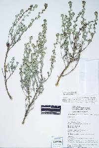 Artemisia arbuscula subsp. longiloba image