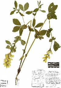 Thermopsis montana var. ovata image