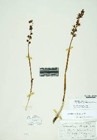 Image of Corallorrhiza striata