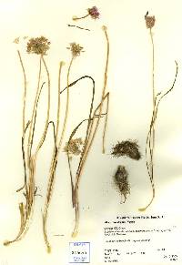 Image of Allium bisceptrum