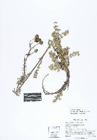 Sanguisorba minor subsp. muricata image