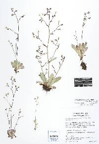 Micranthes ferruginea image