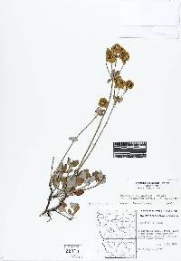 Eriogonum umbellatum var. argus image