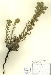 Image of Oreocarya spiculifera