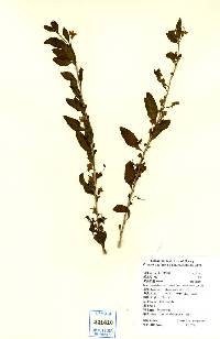 Image of Lycium chinense