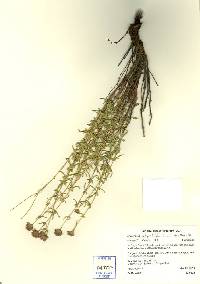 Image of Monardella angustifolia