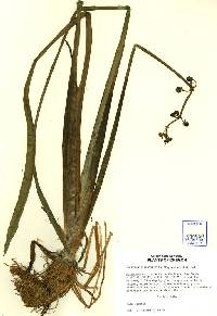 Image of Sagittaria platyphylla