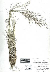 Eriocoma × bloomeri image