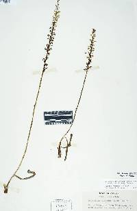Image of Piperia transversa