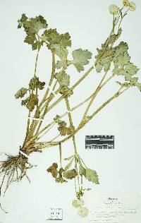 Image of Ranunculus repens