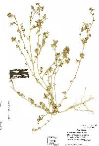 Chenopodium vulvaria image