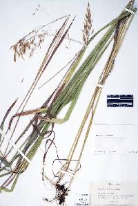 Image of Bromus ciliatus