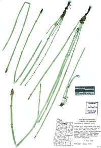 Image of Equisetum × ferrissii