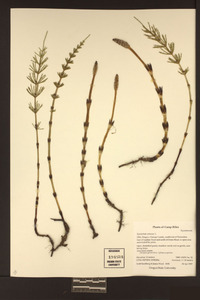 Image of Equisetum arvense