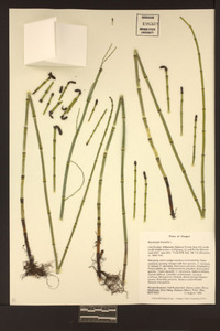 Image of Equisetum fluviatile