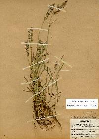 Image of Polypogon viridis