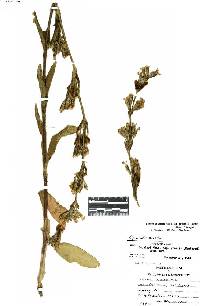 Silene scouleri subsp. scouleri image