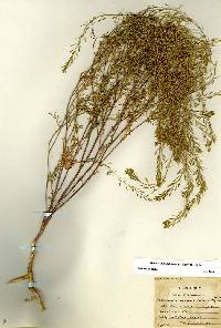 Image of Descurainia californica
