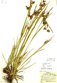 Image of Luzula multiflora