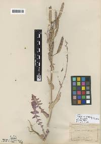 Image of Streptanthus platycarpus