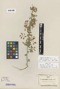 Image of Coursetia glandulosa