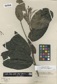 Image of Syzygium elliptilimbum
