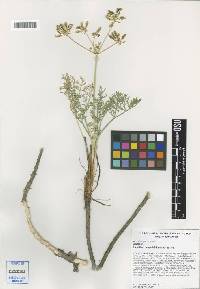 Image of Lomatium tamanitchii
