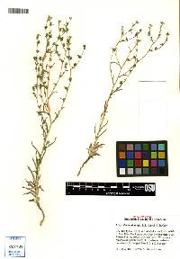 Image of Calycadenia micrantha