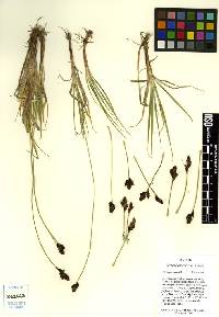 Image of Carex orestera