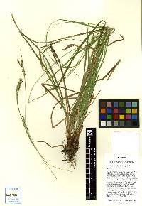 Image of Carex cyrtostachya