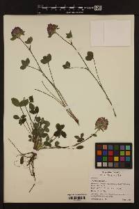 Image of Trifolium pratense