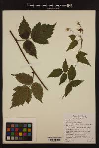Image of Rubus ursinus
