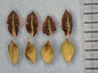 Image of Cirsium brevifolium