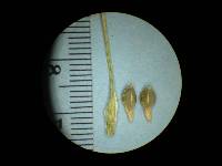 Image of Carex multicaulis